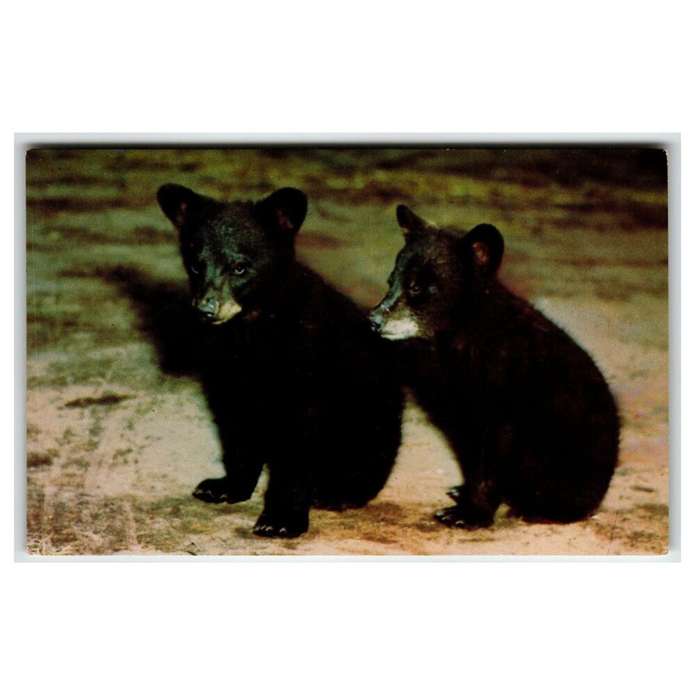 Adorable Black Bear Cubs Photo Postcard - Canadian Rockies Wildlife Vintage